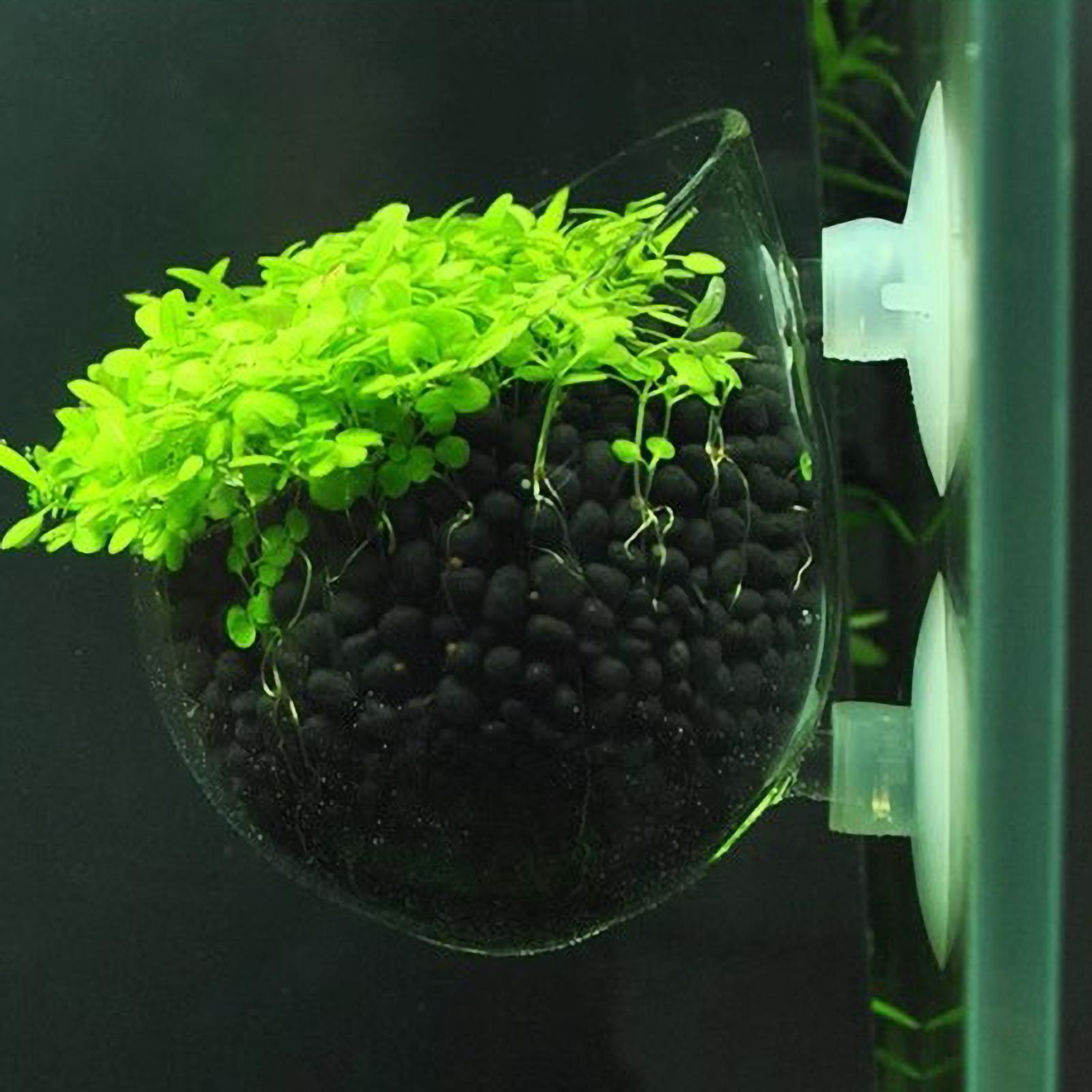 Planted Aquarium Aquascape - Supporto per Piante Acquatiche in Vetro
