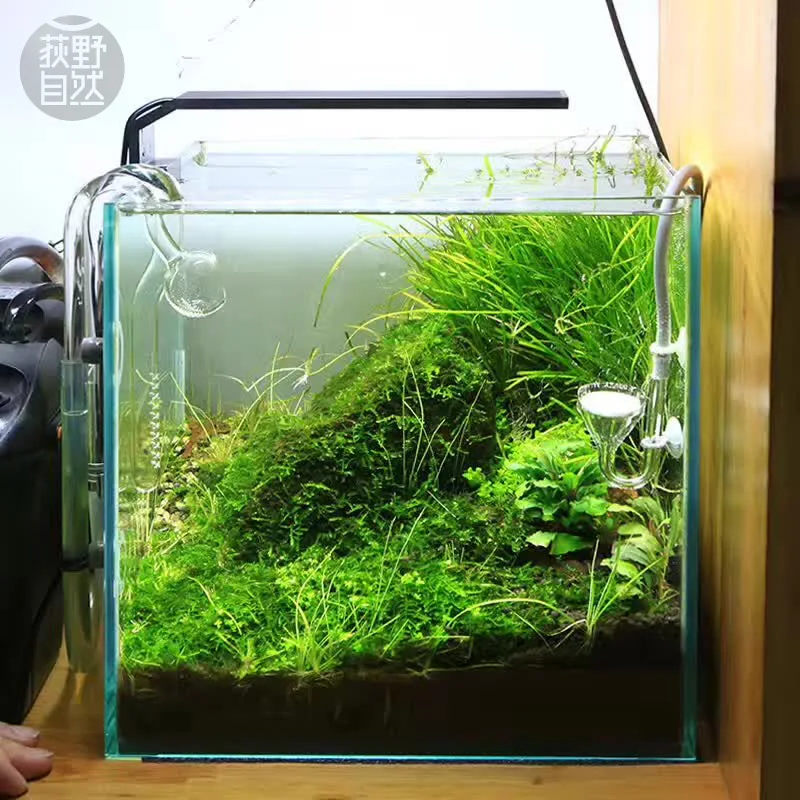Aquarium Plant Ornament - Chihiros Serie C Pianta in stile