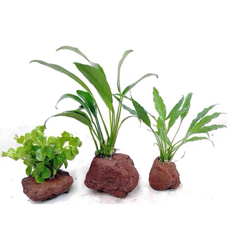 Foro aperto Roccia Pesce Gambe - Planted Aquarium With Rocks recensione e prezzo