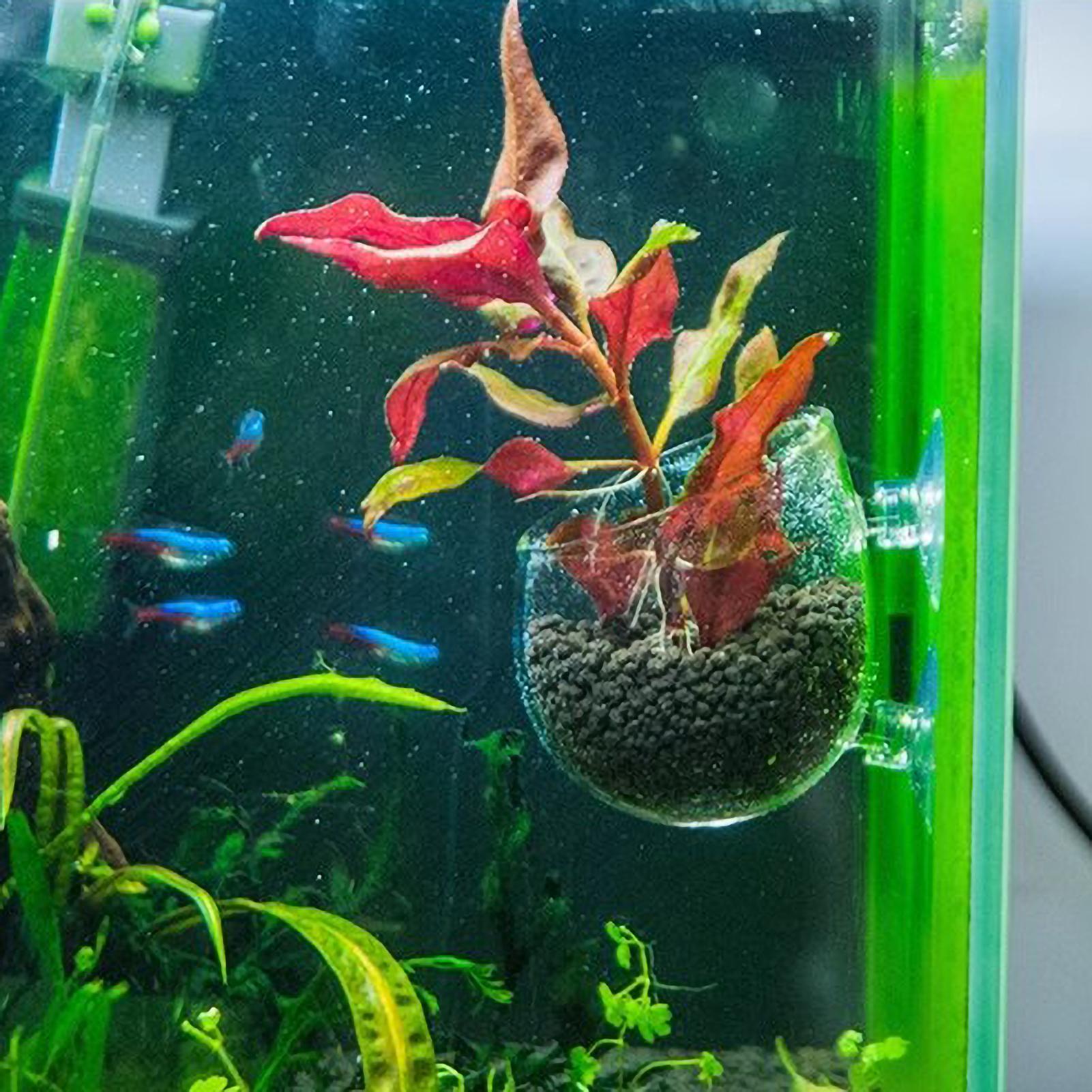 Supporto per Piante Acquatiche - Planted Aquarium Aquascape recensione e prezzo