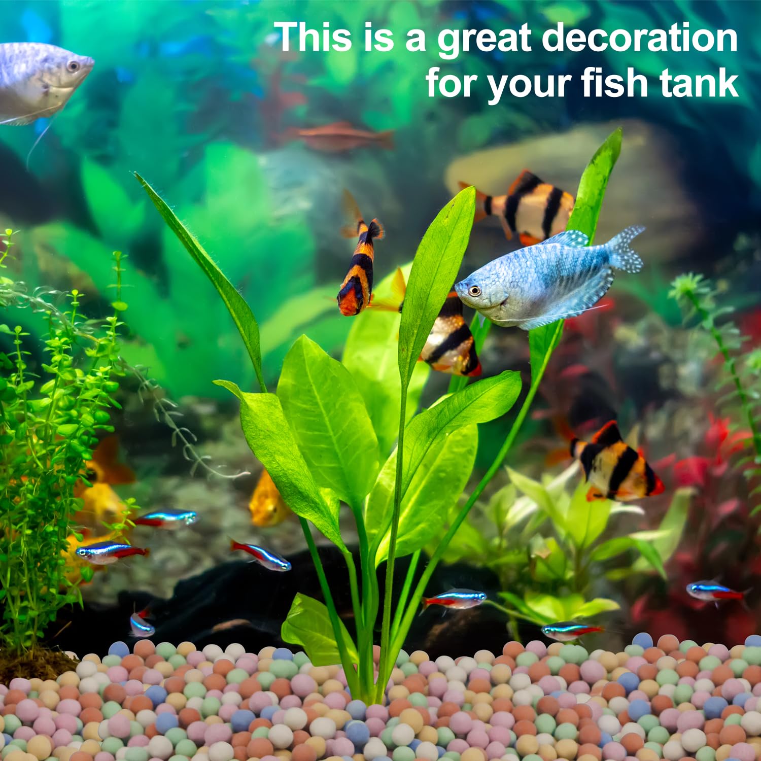 Pianta idroponica decorativa c - Aquasoil Substrate recensione e prezzo
