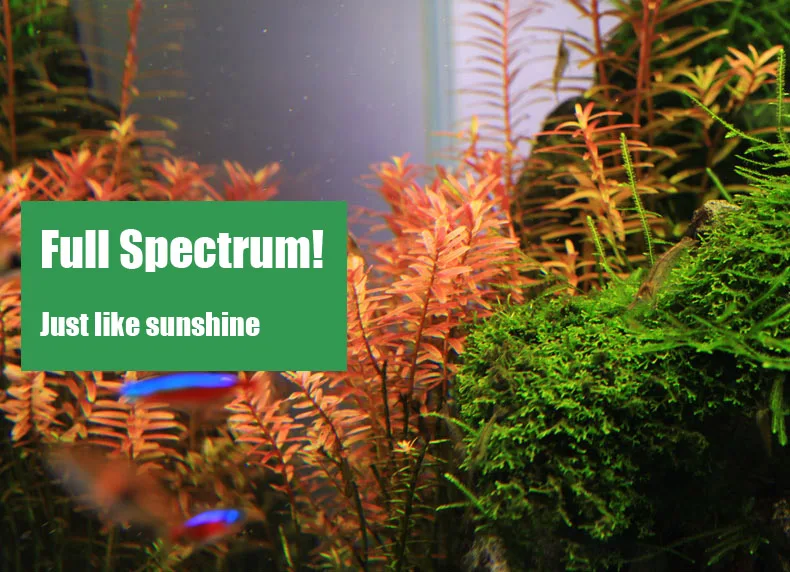 Chihiros Serie C Pianta in sti - Aquarium Plant Ornament recensione e prezzo