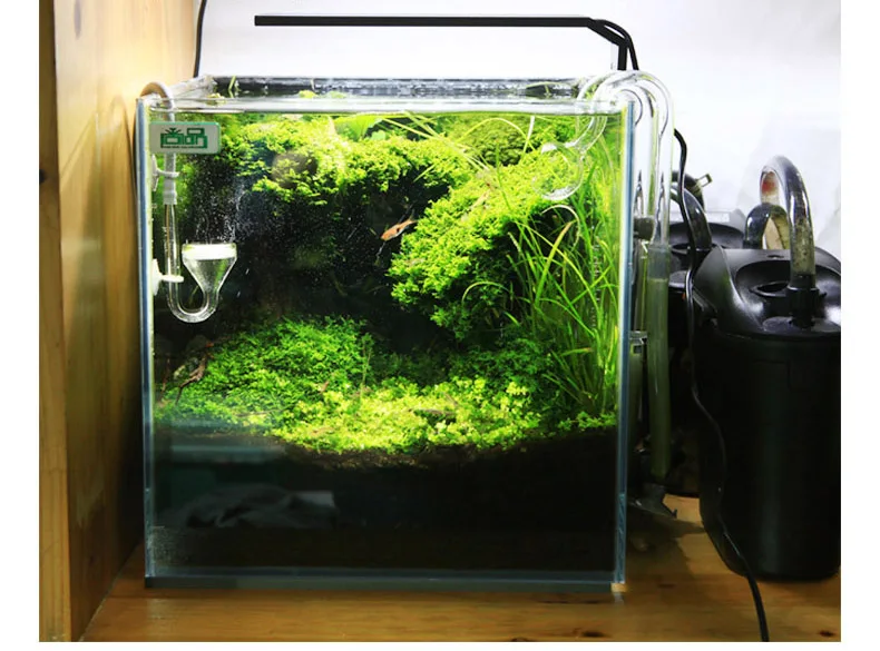 Chihiros Serie C Pianta in sti - Aquarium Plant Ornament recensione e prezzo