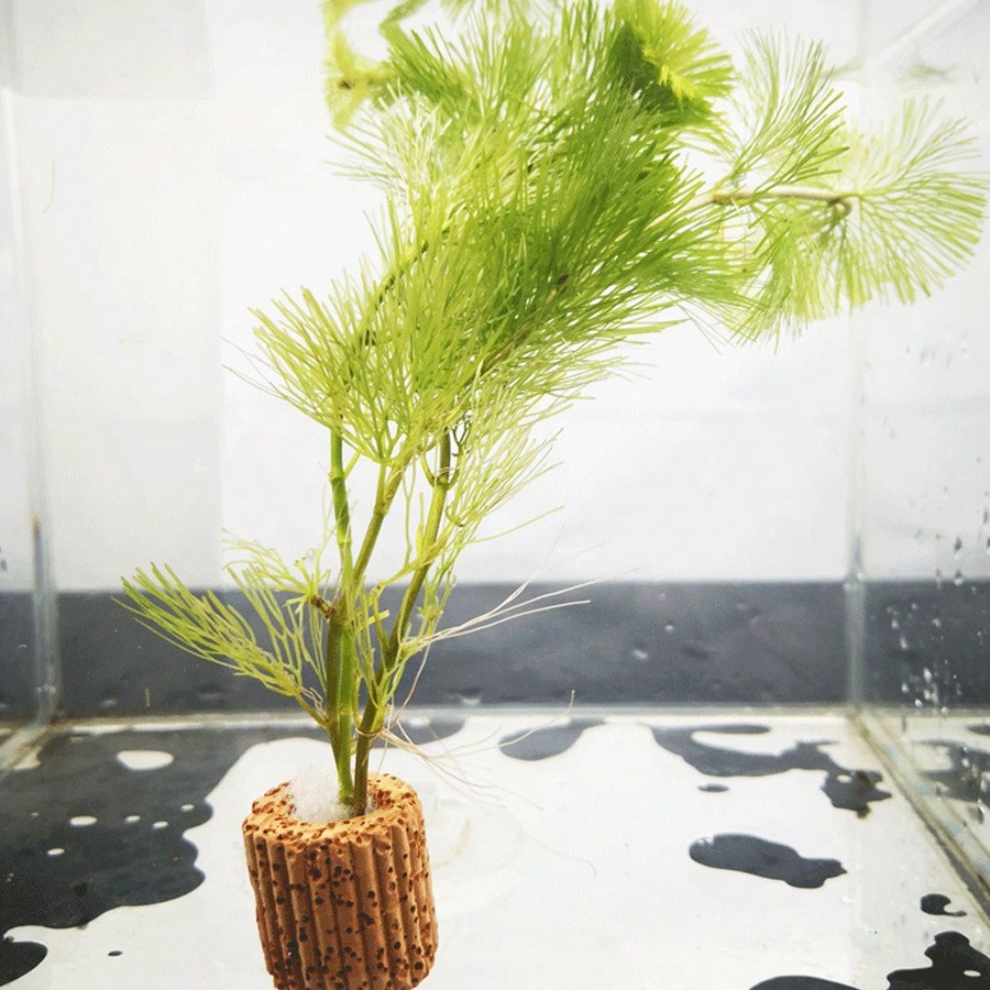 Anelli di fissaggio per piante - Planted Aquarium Aquascape recensione e prezzo