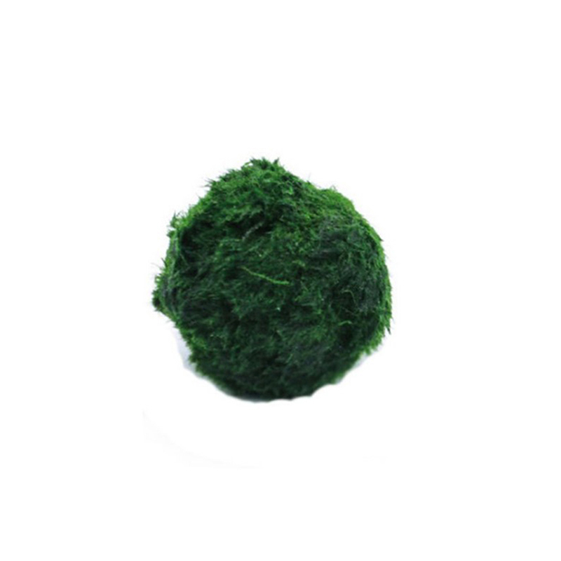 Marimo Moss Balls Live Aquariu - Planted Aquarium Aquascape recensione e prezzo