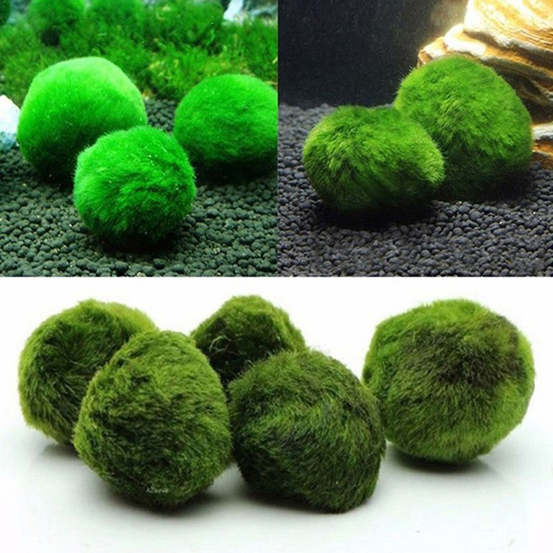 Marimo Moss Balls Live Aquariu - Planted Aquarium Aquascape recensione e prezzo