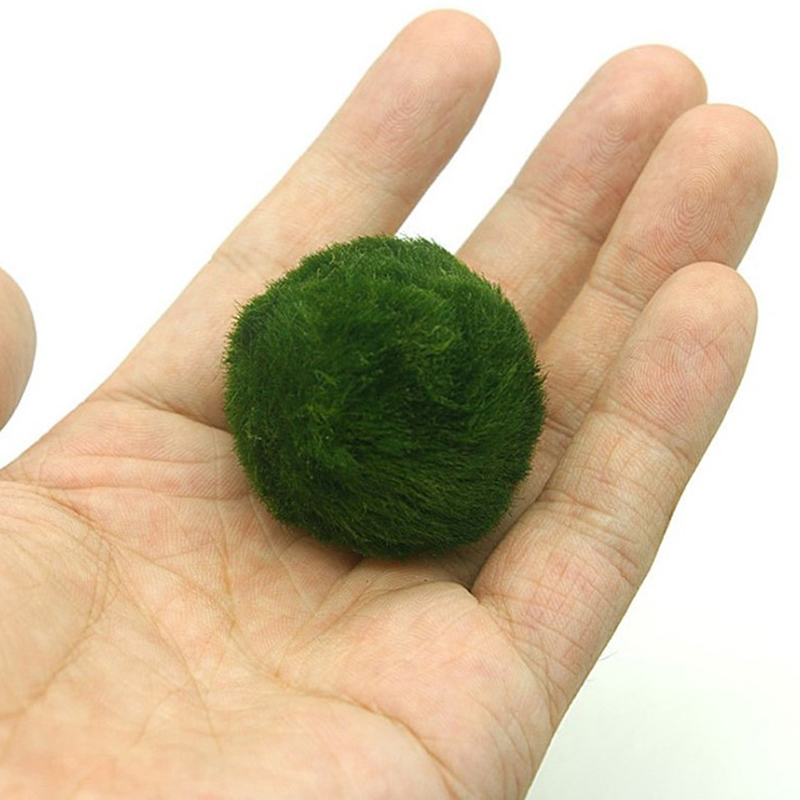 Marimo Moss Balls Live Aquariu - Planted Aquarium Aquascape recensione e prezzo
