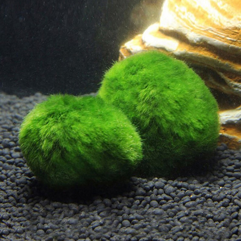 Marimo Moss Balls Live Aquariu - Planted Aquarium Aquascape recensione e prezzo